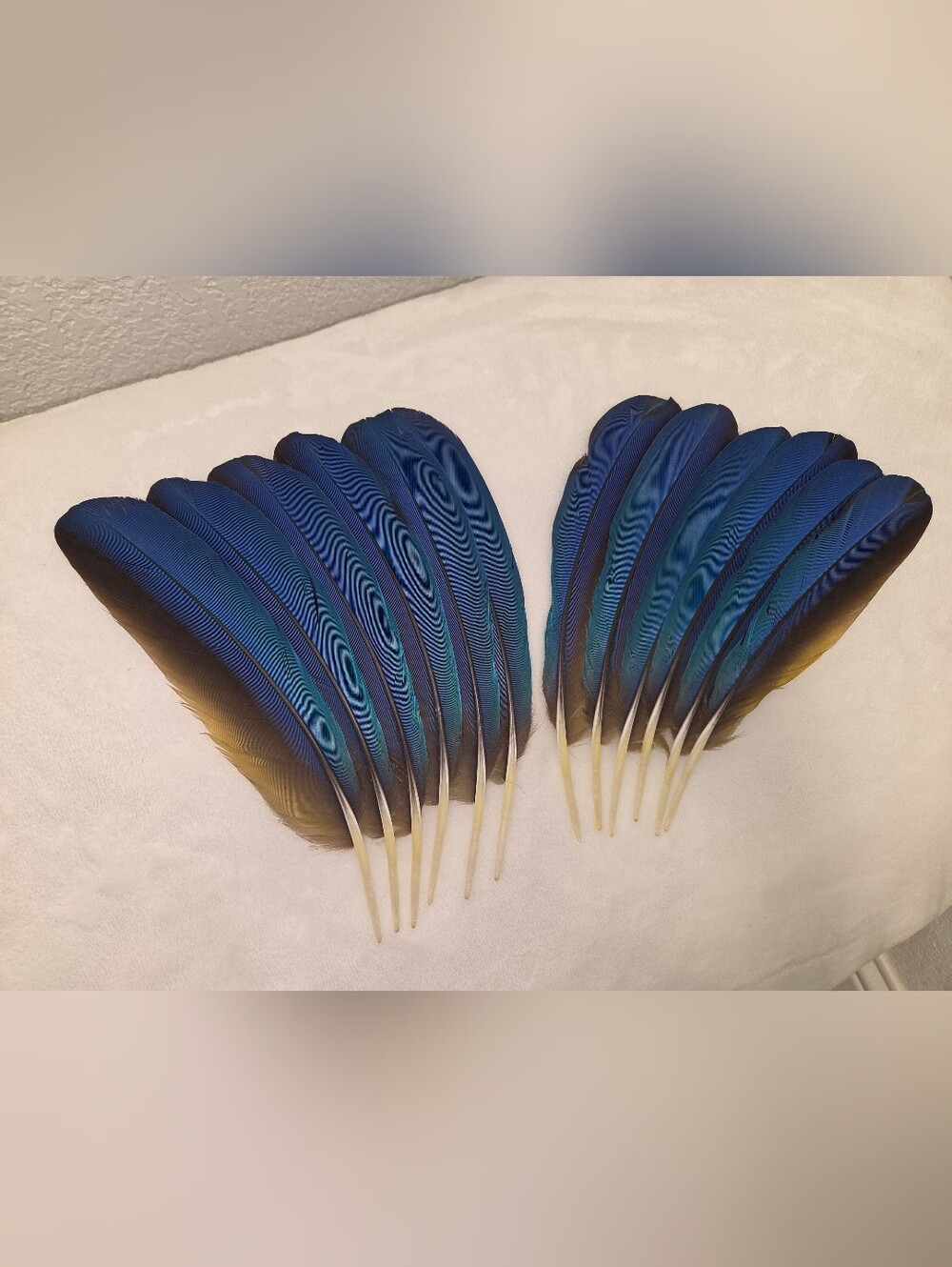 Natural Blue And Gold Macaw Feather Set